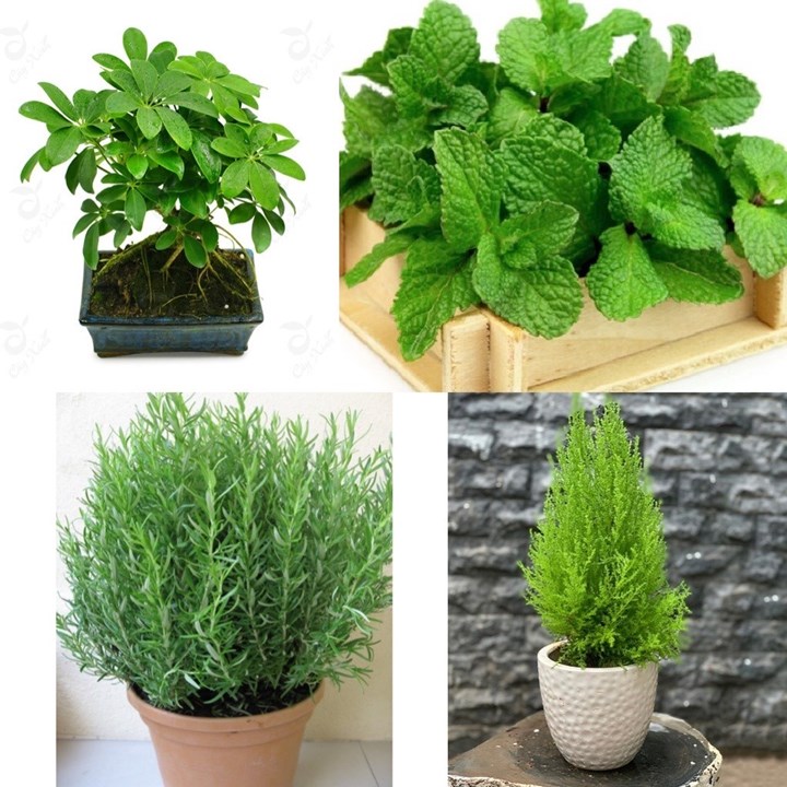 5 cây trồng trong nhà đuổi muỗi tốt hơn thuốc diệt côn trùng ?